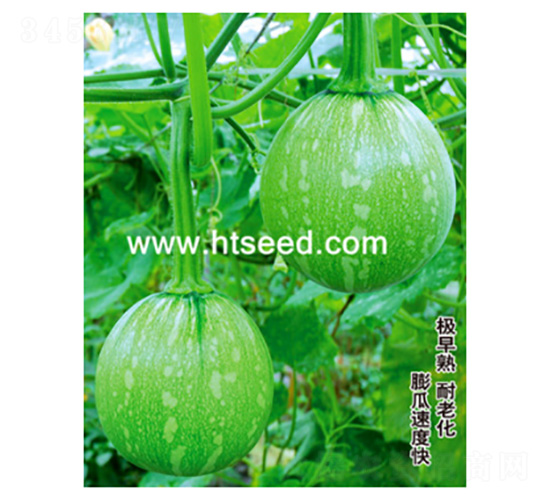 早玉翡翠-南瓜種子-好特園藝