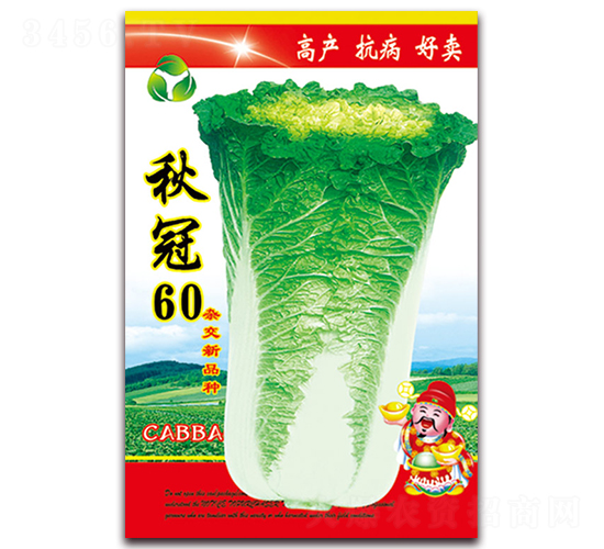 秋冠60-白菜種子-天星種業