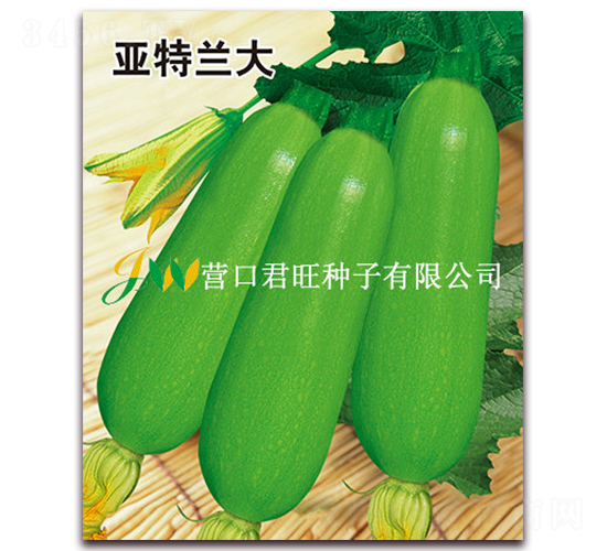 亞特蘭大-西葫蘆種子-營口君旺