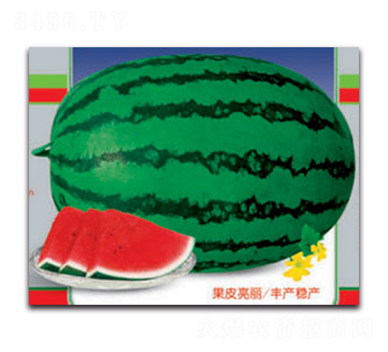 巨抗五號-西瓜種子-德信盈農(nóng)業(yè)