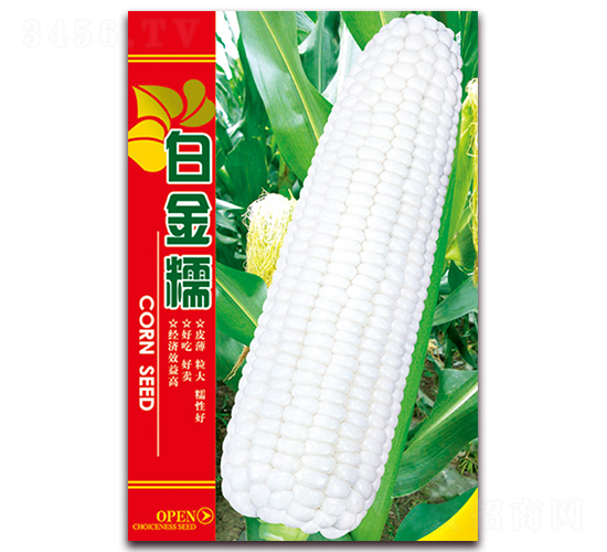白金糯-糯玉米種子-天星種業