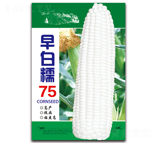 早白糯75-糯玉米種子-天星種業(yè)