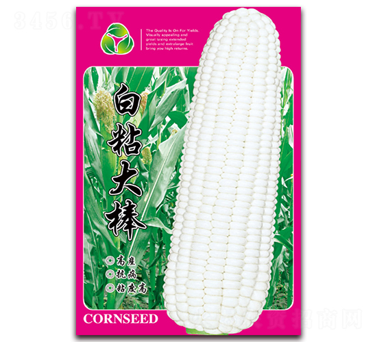 白粘大棒-糯玉米種子-天星種業