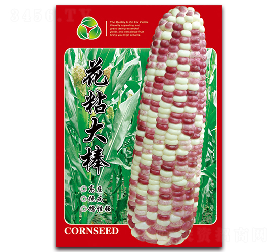 花粘大棒-糯玉米種子-天星種業