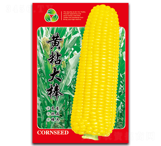 黃粘大棒-糯玉米種子-天星種業