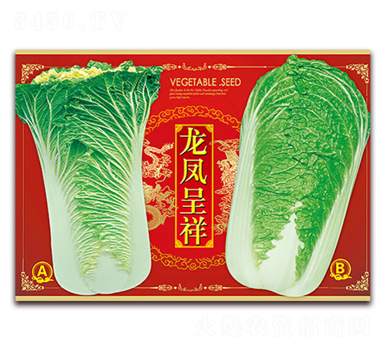 龍鳳呈祥-白菜種子-天星種業