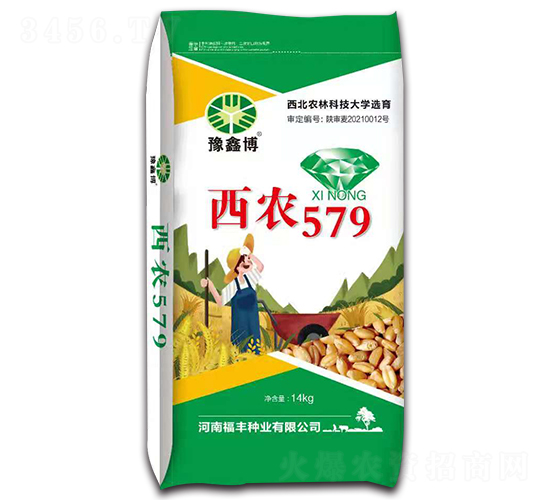 西農579（14kg）-小麥種子-豫鑫博