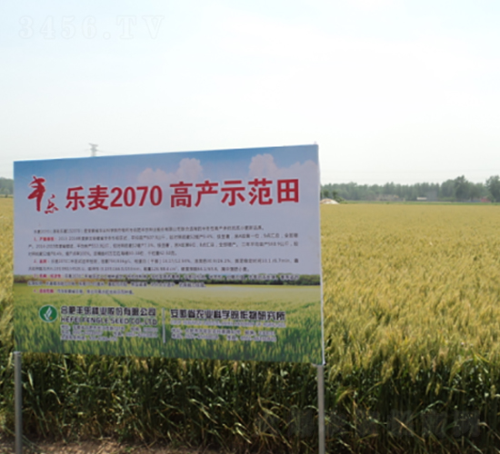 樂麥207-小麥種子-豐樂種業