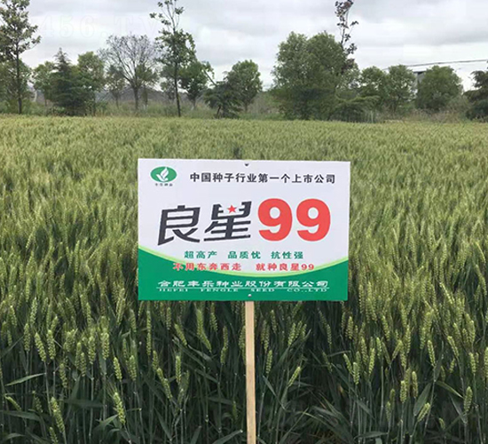 良星99-小麥種子-豐樂種業(yè)