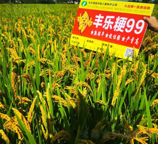 豐樂粳99-水稻種子-豐樂種業