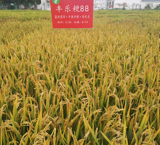 豐樂粳88-水稻種子-豐樂種業