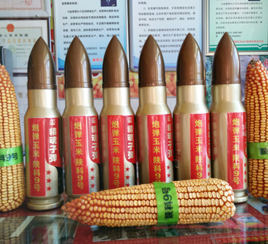 陜科9號-玉米種子-豐樂種業(yè)