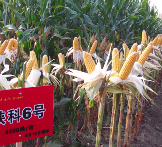 陜科6號-玉米種子-豐樂種業