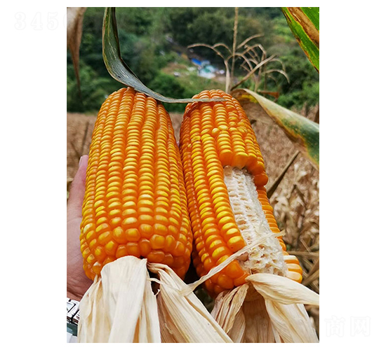 恩單525-玉米種子-豐樂種業
