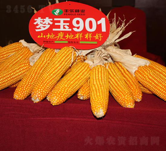 夢玉901-玉米種子-豐樂種業