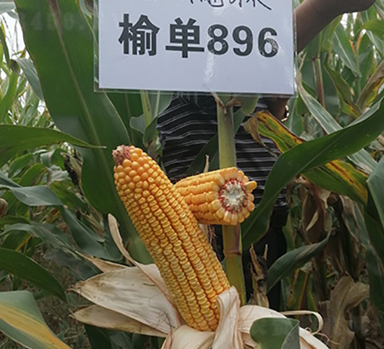 榆單896-玉米種子-豐樂種業