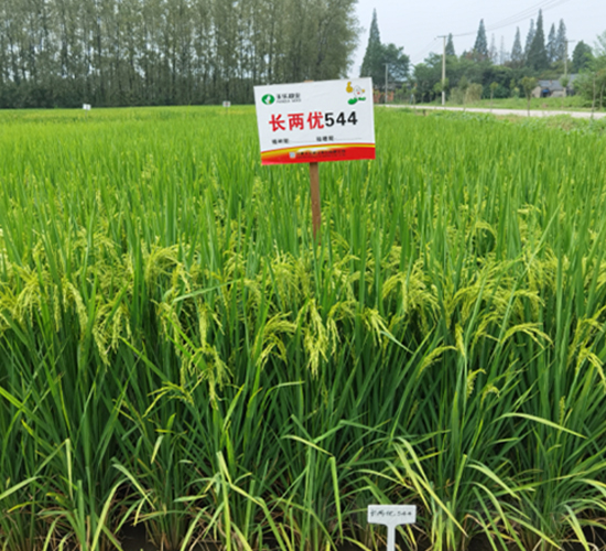 長兩優544-水稻種子-豐樂種業