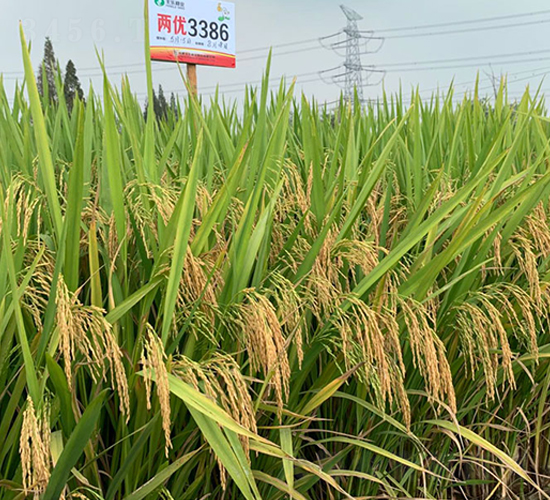 兩優3386-水稻種子-豐樂種業