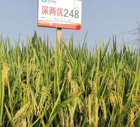 深兩優(yōu)248-水稻種子-豐樂(lè)種業(yè)