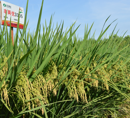豐兩優(yōu)3305-水稻種子-豐樂(lè)種業(yè)