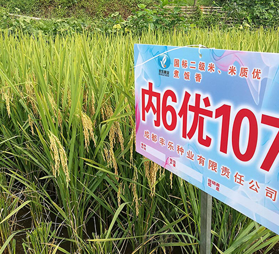 內6優(yōu)107-水稻種子-豐樂種業(yè)