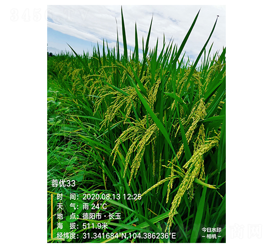 蓉優33-水稻種子-豐樂種業