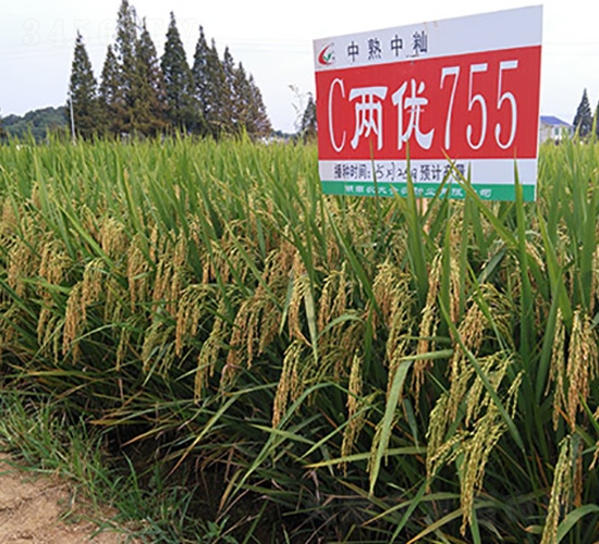 C兩優755-水稻種子-豐樂種業