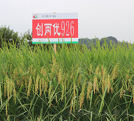 創兩優926-水稻種子-豐樂種業