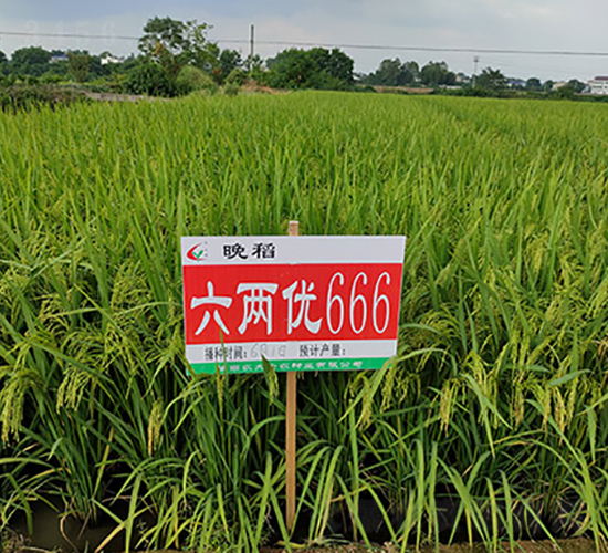 六兩優666-水稻種子-豐樂種業