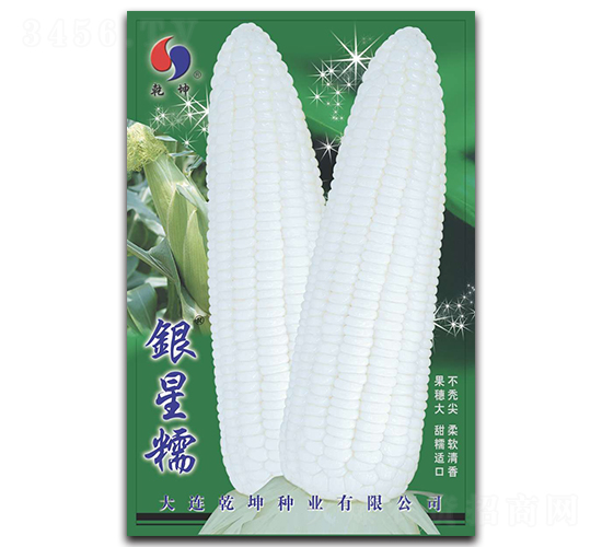 銀星糯-玉米種子-乾坤種業
