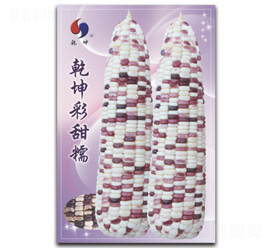 乾坤彩甜糯-玉米種子-乾坤種業
