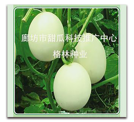 Ǵ-ϷN-NI