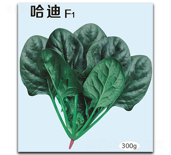 哈迪-菠菜種子