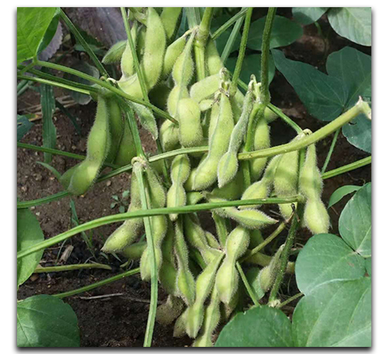 鐵豆72-毛豆種子-茂華種業