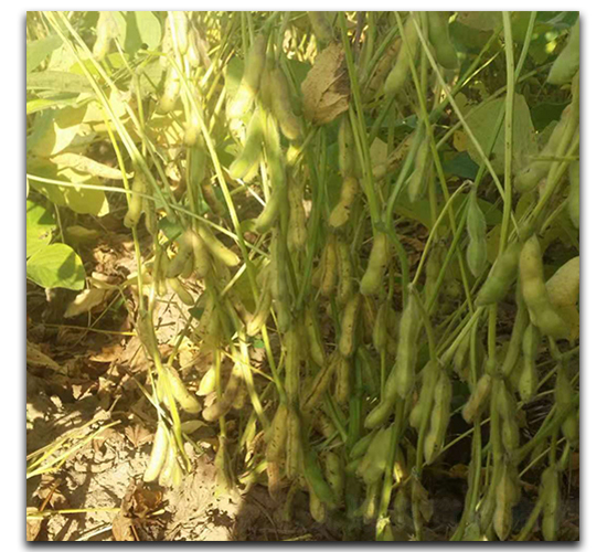 開新綠-毛豆種子-茂華種業