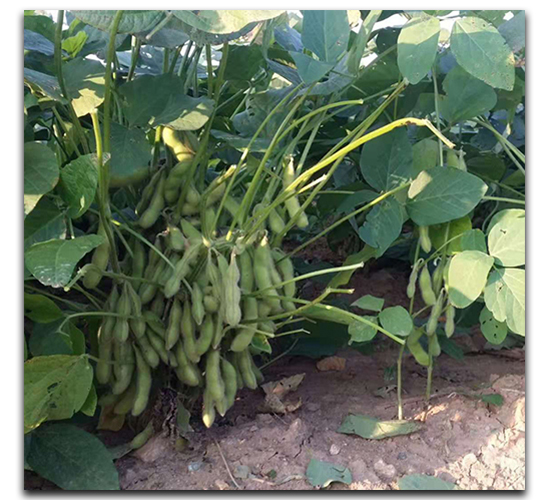 翠綠寶-毛豆種子-茂華種業