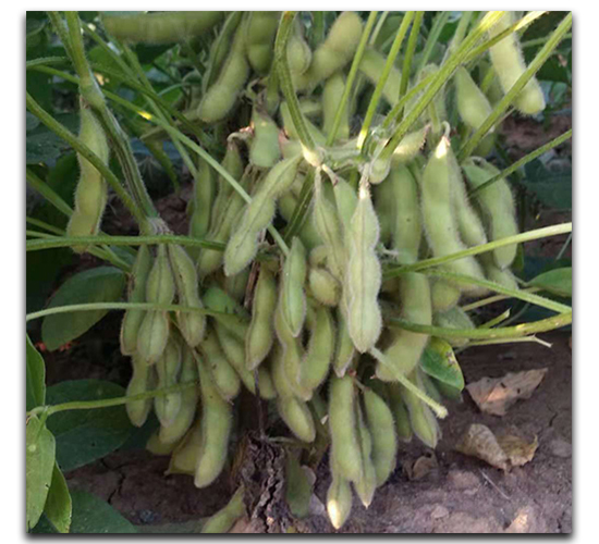 春豐早-毛豆種子-茂華種業