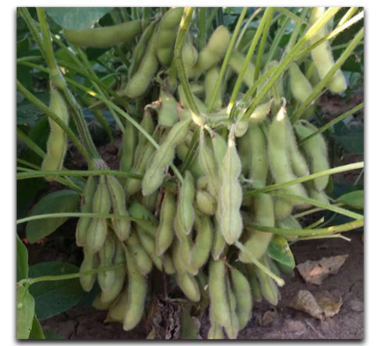 茂優66-毛豆種子-茂華種業