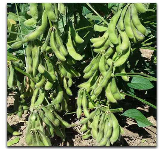 新選88-毛豆種子-茂華種業