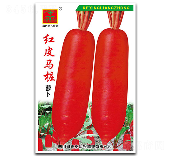 紅皮馬樁-蘿卜種子-科興種業
