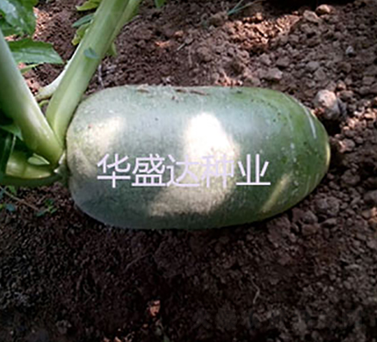 綠特1號水果蘿卜-蘿卜種子-華盛達