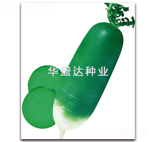 青島特青蘿卜-蘿卜種子-華盛達(dá)