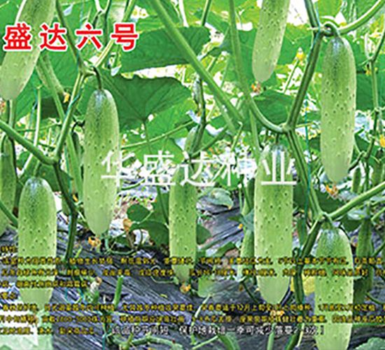 盛達(dá)六號(hào)-黃瓜種子-華盛達(dá)