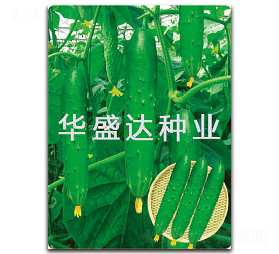 盛達(dá)3號(hào)-黃瓜種子-華盛達(dá)