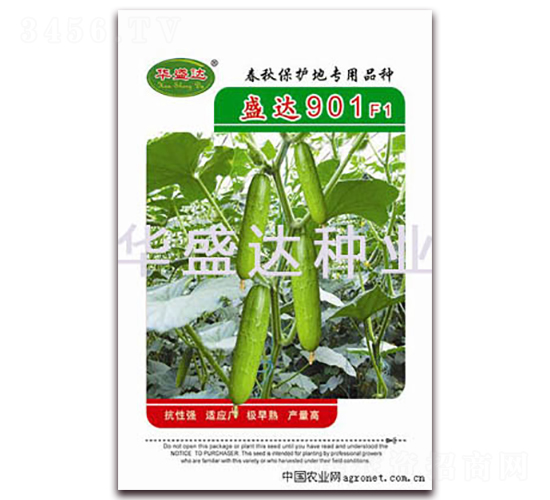 盛達(dá)901F1-黃瓜種子-華盛達(dá)