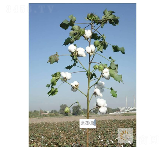 æ–°çŸ³K18-æ£‰èŠ±ç¨®å­-ä¹åœ£ç¦¾ç¨®æ¥­