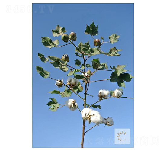 新陸早75號-棉花種子-九圣禾種業(yè)