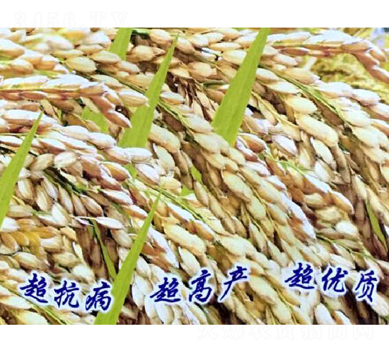 秋碩12號-水稻種子-博科種業