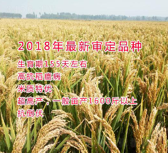 渾梗219-水稻種子-博科種業