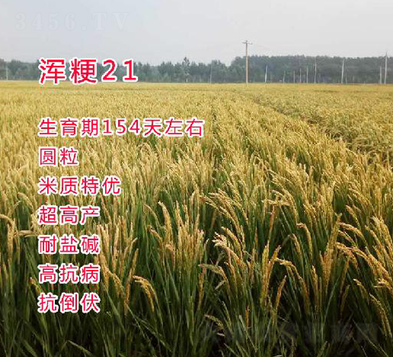 渾梗21-水稻種子-博科種業